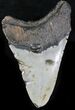 Bargain Megalodon Tooth - North Carolina #22950-2